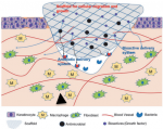 Schematic of self-assembled nanomaterials on skin wounds
